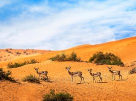 The Ritz-Carlton Ras Al Khaimah, Al Wadi Desert 5*